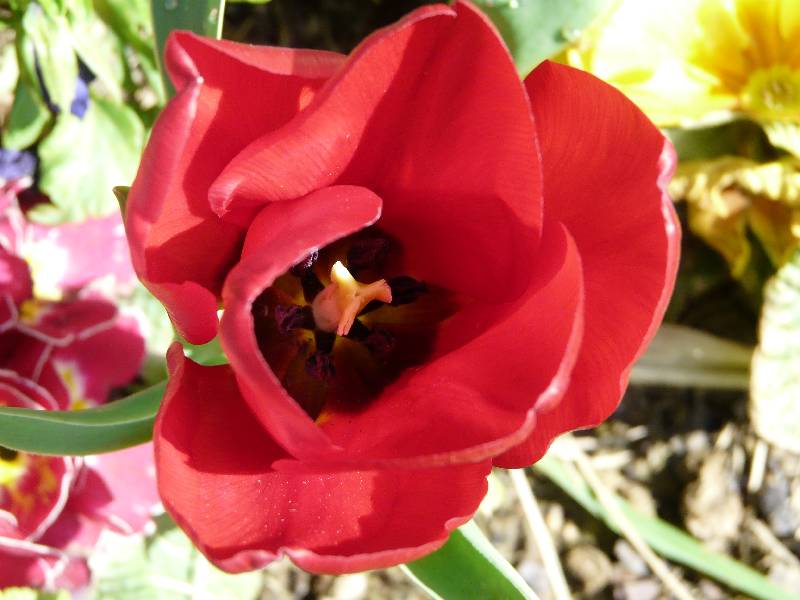 Pistil de tulipe
