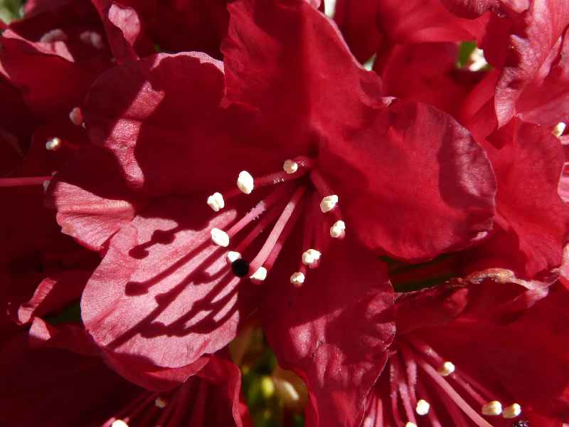 Pistil de rhododendron prise en macro 
