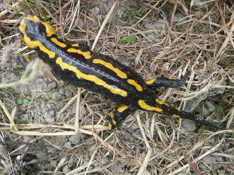 Une salamandre 

