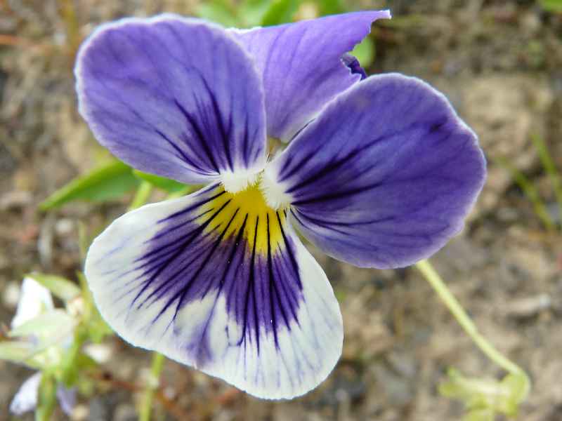 Une violette 
