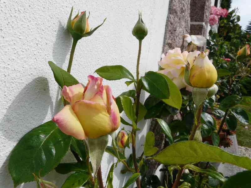Roses 
