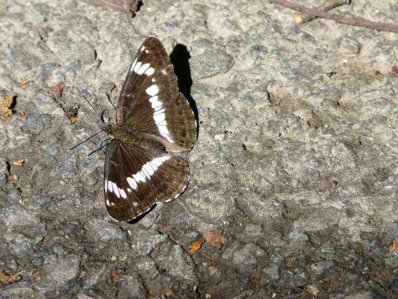 Un papillon 
