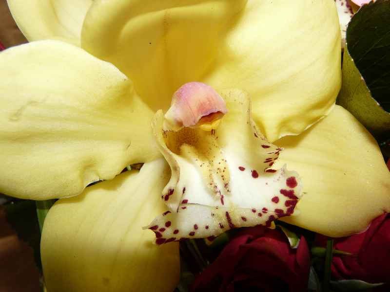 Une Orchide en macro
