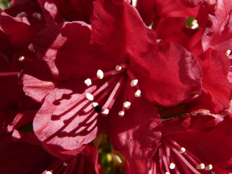 Pistil de Rhododendron
