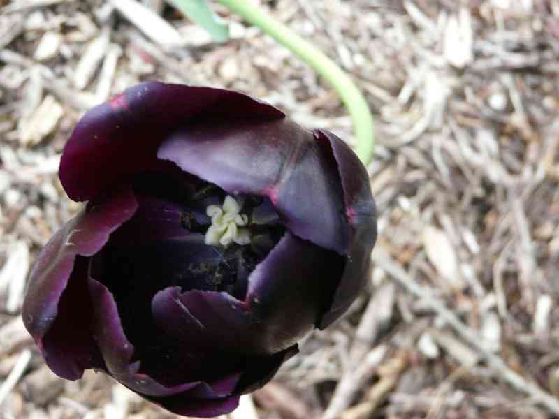 Coeur d’une tulipe
