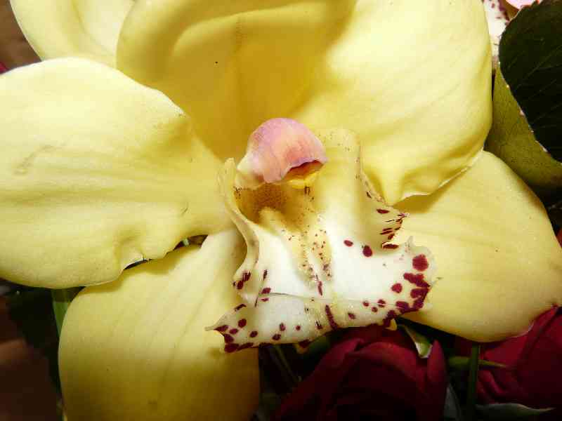 Une Orchidée

