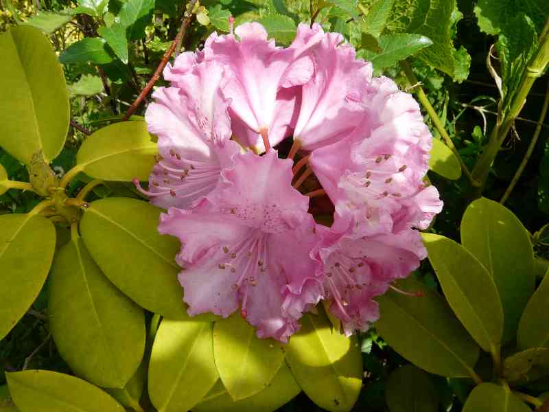 Rhododendron
