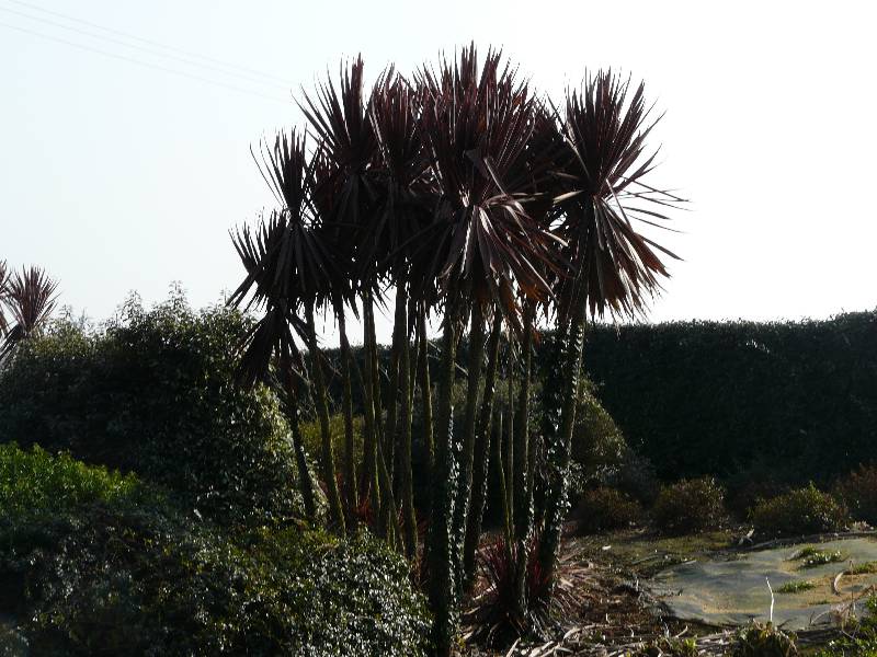 Palmier ( Trachycarpus-Fortunei )
