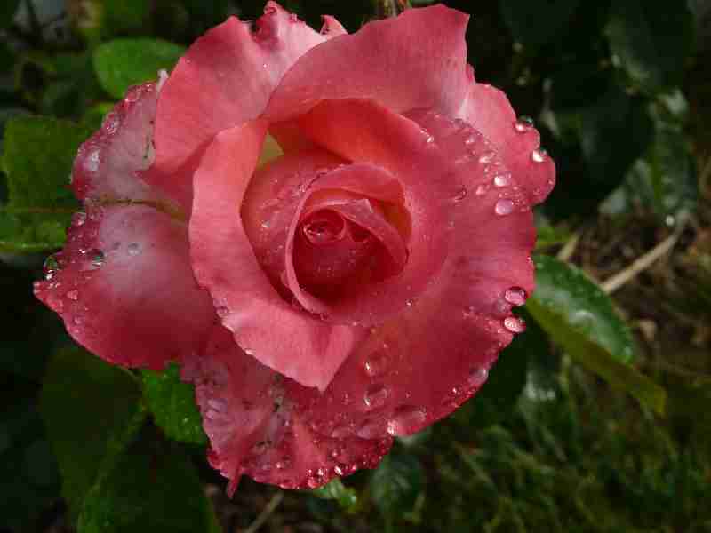 Une rose
