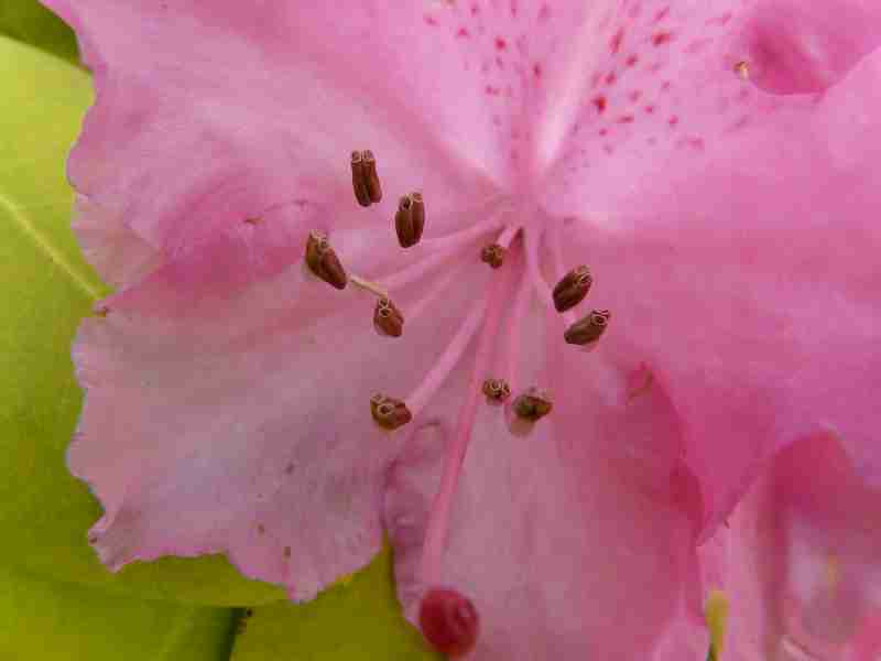 Pistil de Rhododendron
