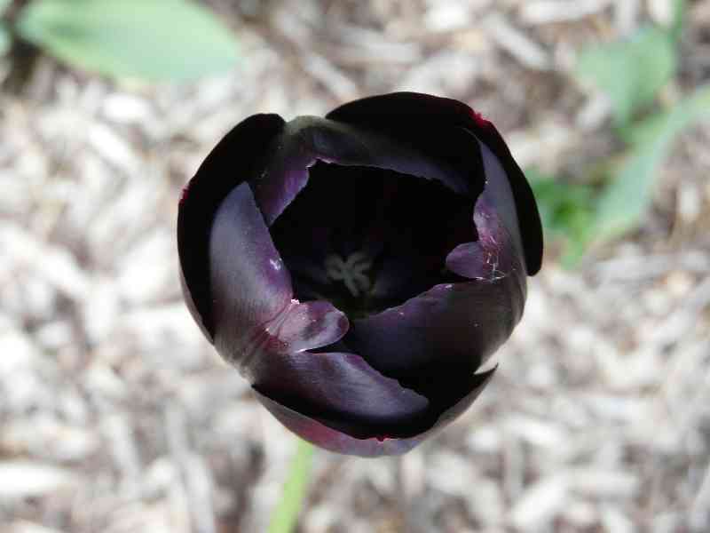 Une Tulipe
